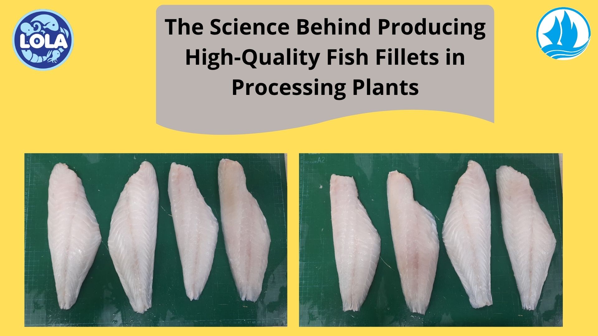  The Science Behind Producing High-Quality Fish Fillets in Processing Plants